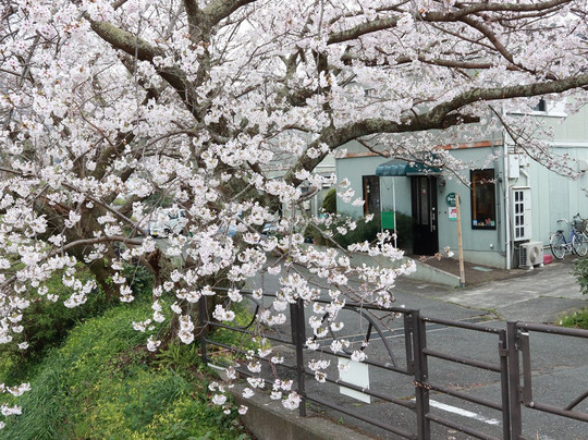 Kawazu no Sato主图