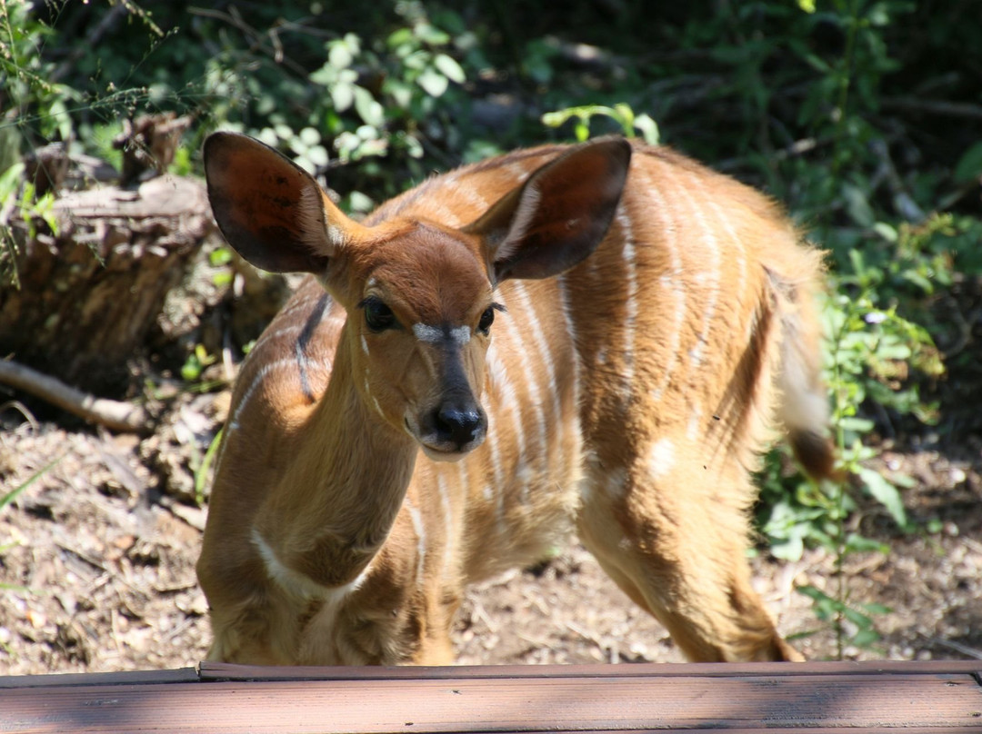 Sibuya Game Reserve: Tented Camps and Lodge主图