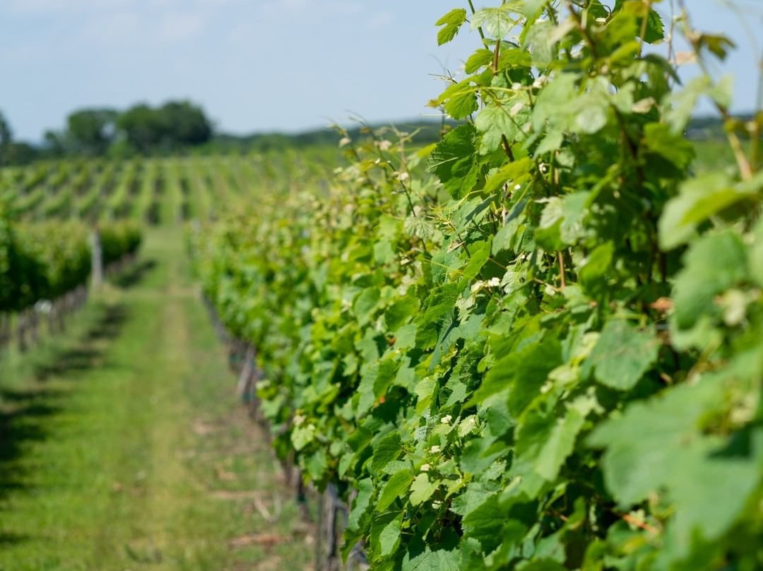 Hidden Hangar Vineyard & Winery-丹尼森必去景点