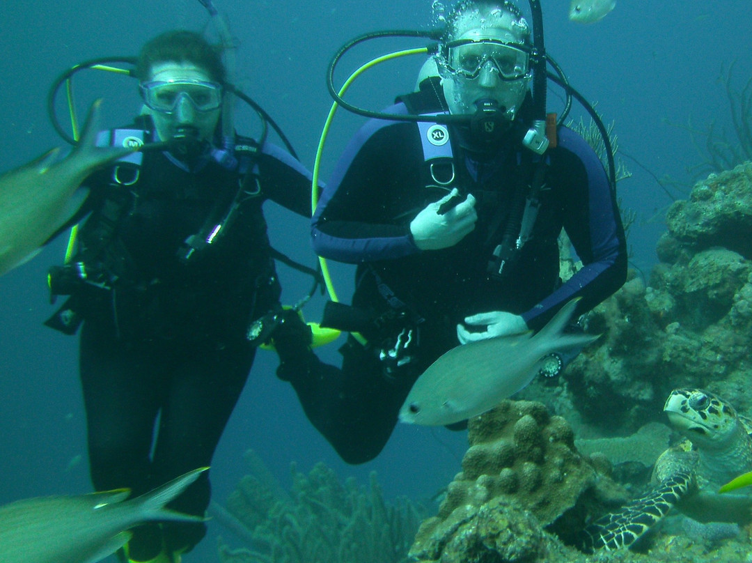Bas Harts Diving Curacao-威廉斯塔德必去景点