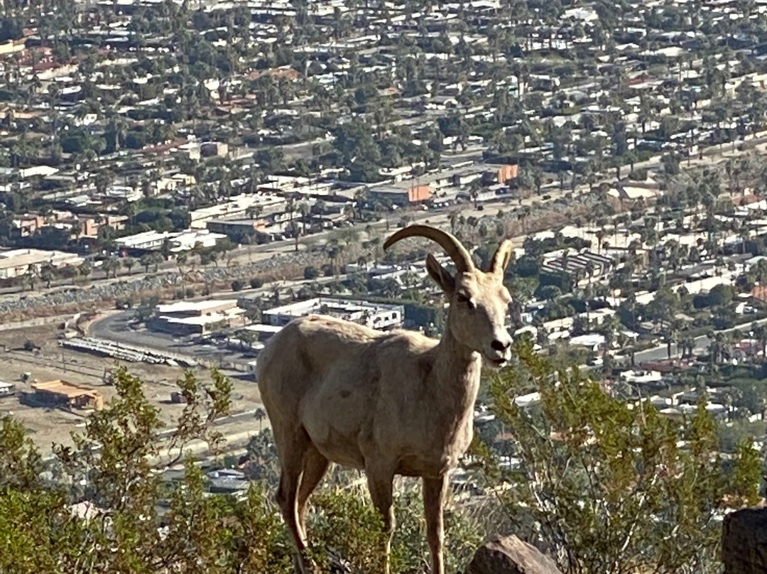 South Lykken Trail-棕榈泉市必去景点