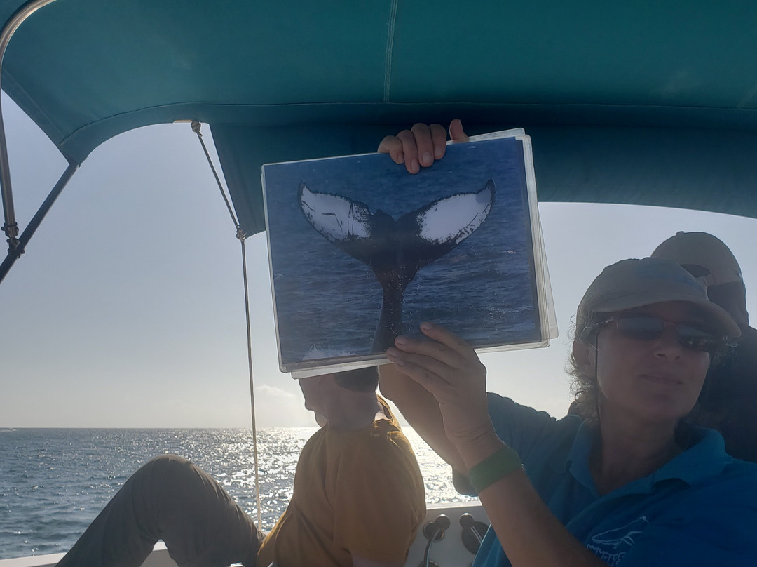 Whale Samana景点图片