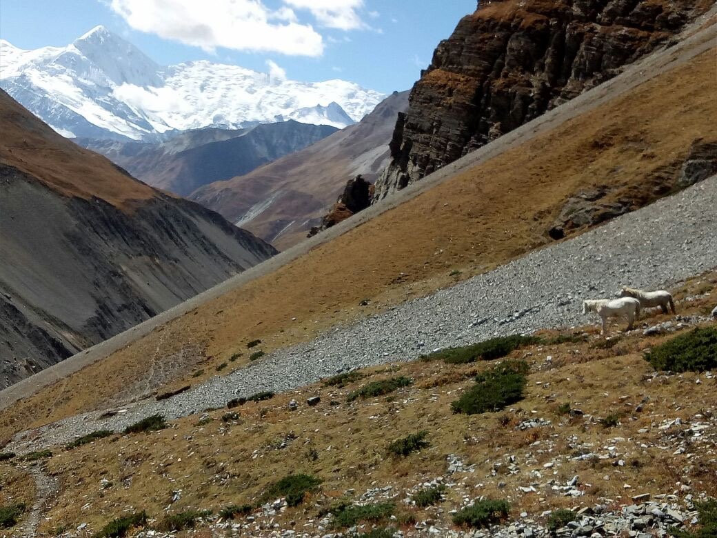 Thorong La Pass-Manang必去景点