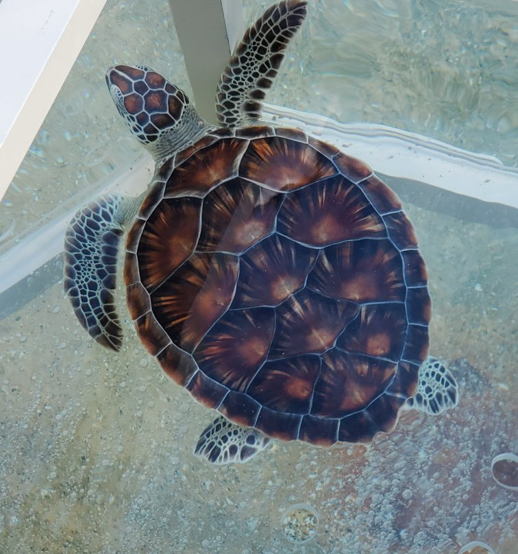 Captain Ron's Diving-Norristown必去景点