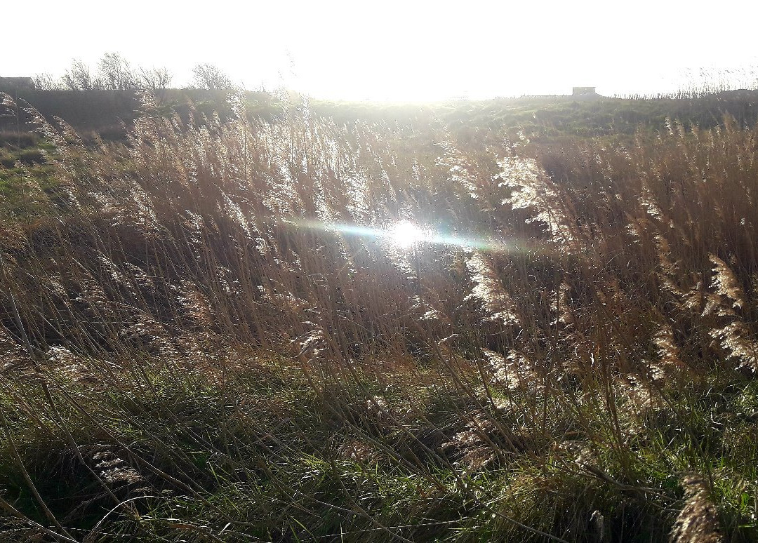 Reserve Naturelle du Marais d'Yves-Yves必去景点