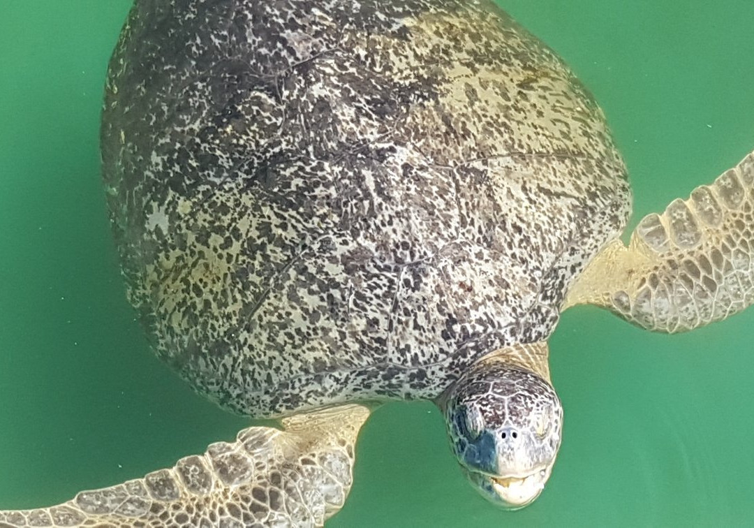Centro Mexicano de la Tortuga景点图片