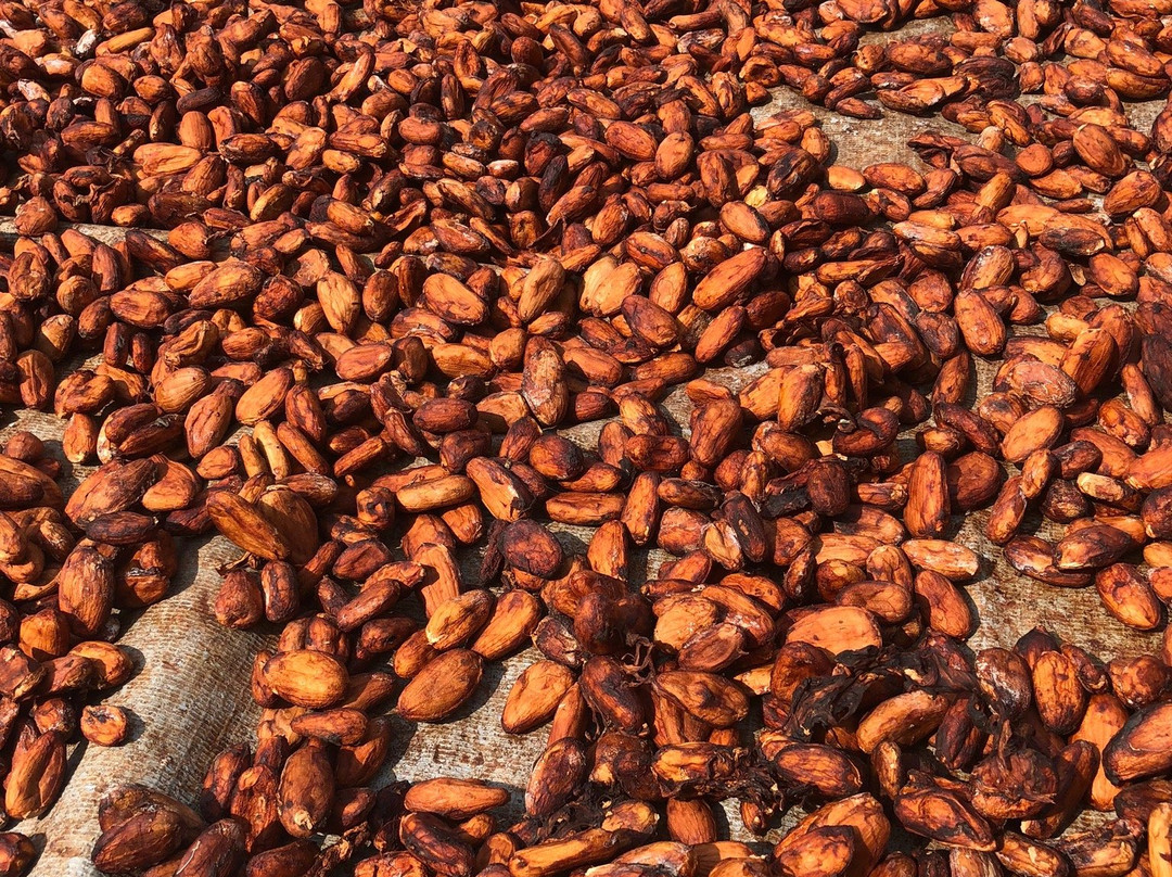 Muoi Cuong Cocoa Farm-芹苴必去景点