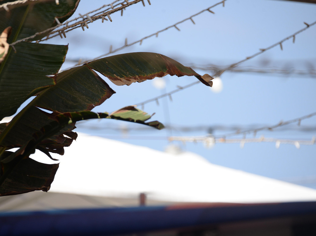 Go Surf TLV-特拉维夫必去景点