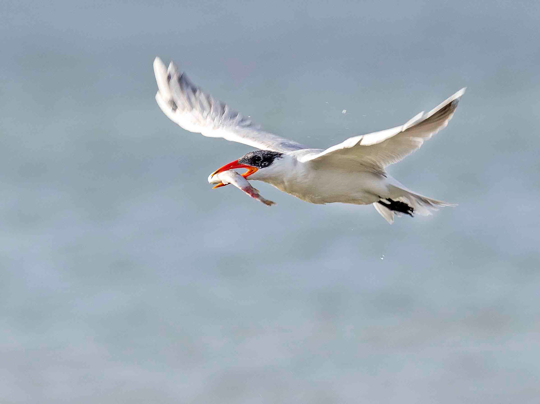 South Padre Island Convention Centre-南帕诸岛必去景点