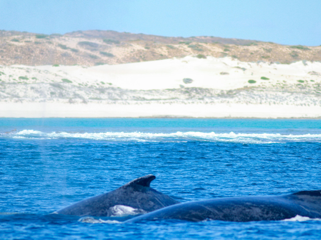 Ningaloo Reef-Ningaloo必去景点