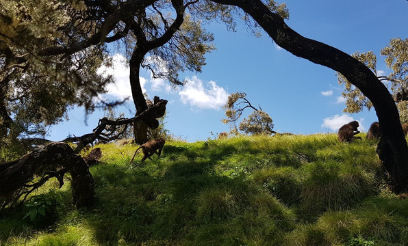Simien Mountains Trekking-贡德尔必去景点