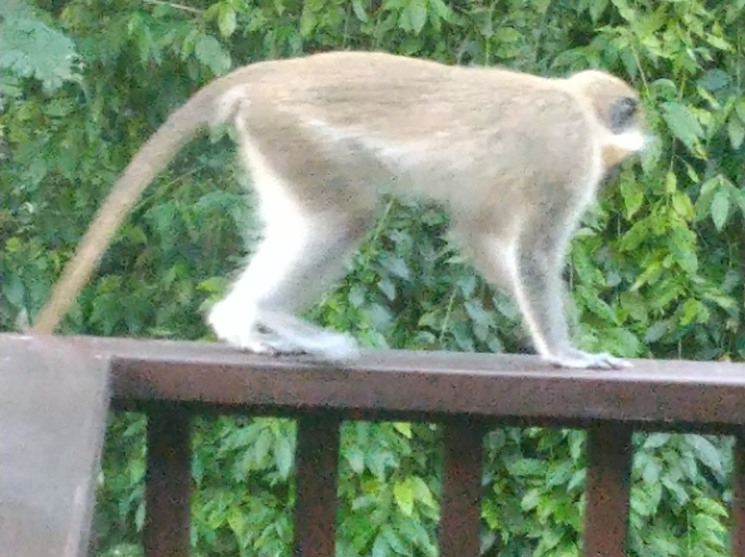 Sugar Cane Club Hotel & Spa主图