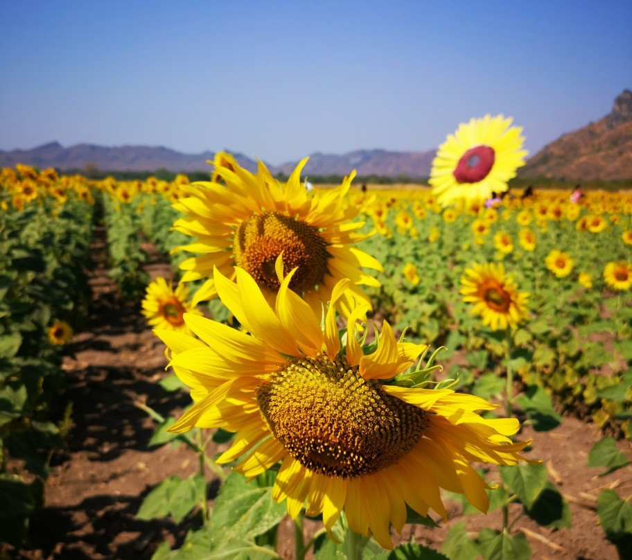 Khao Chin Lae Sunflower Field景点图片