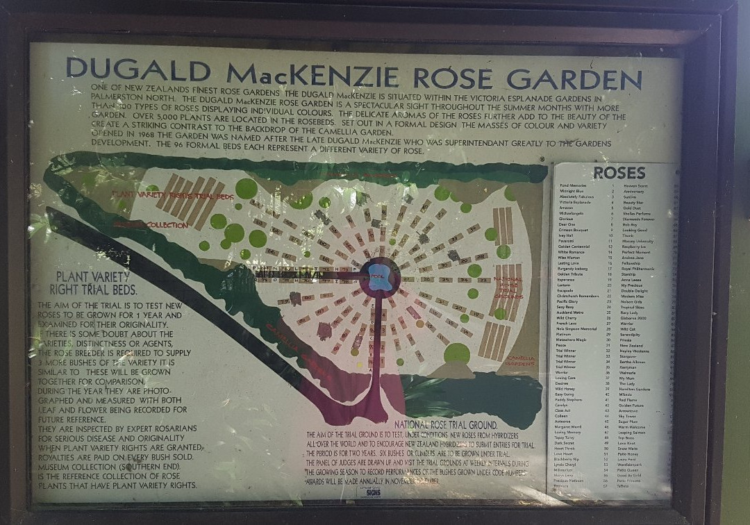 Dugald MacKenzie Rose Garden景点图片