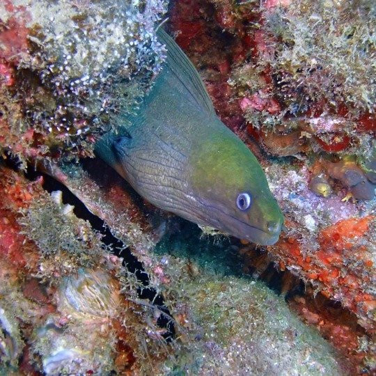 Cabo Pulmo Diving-Cabo Pulmo必去景点
