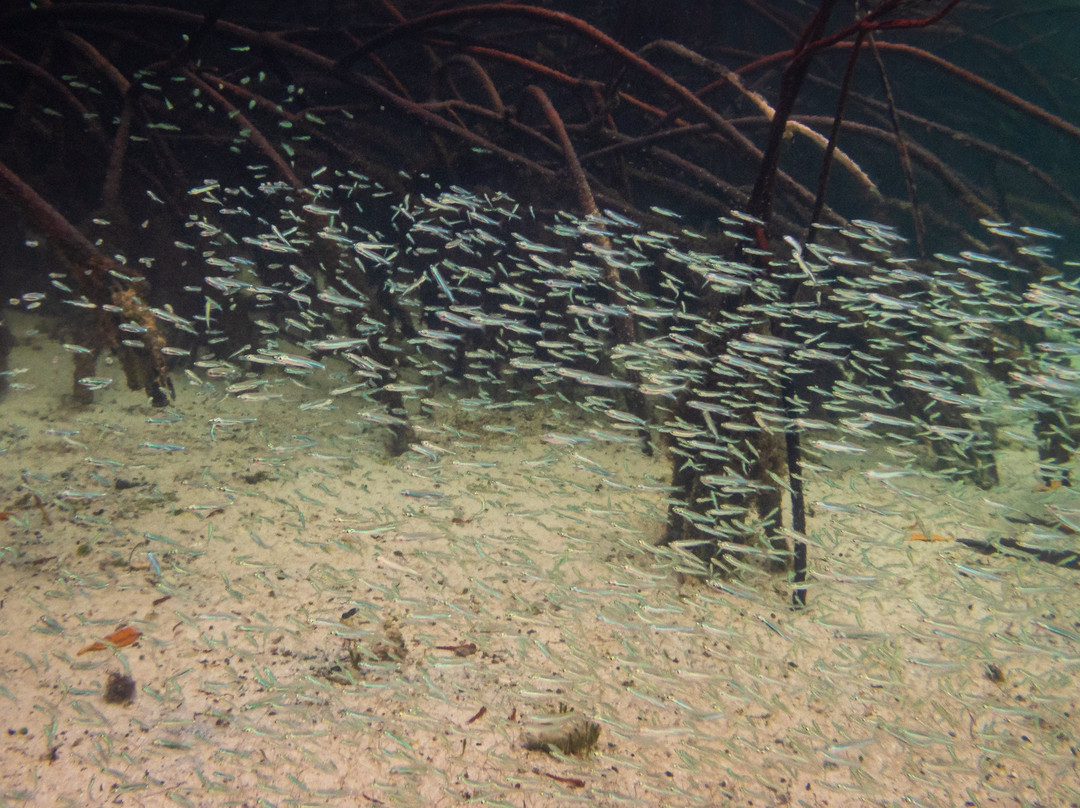 Wolf's Kayaking Club Bahamas - Training, EcoTours & Adventures-拿骚必去景点