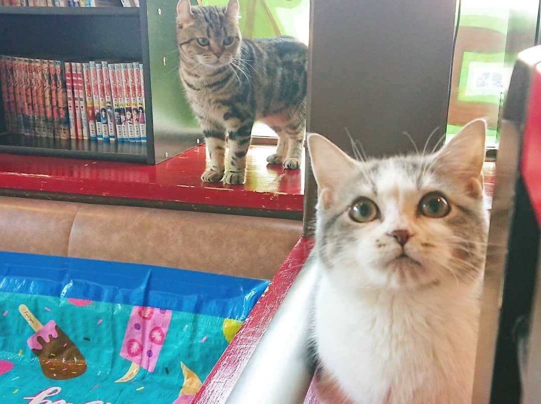 Cat Cafe Neko with fortune telling-别府市必去景点