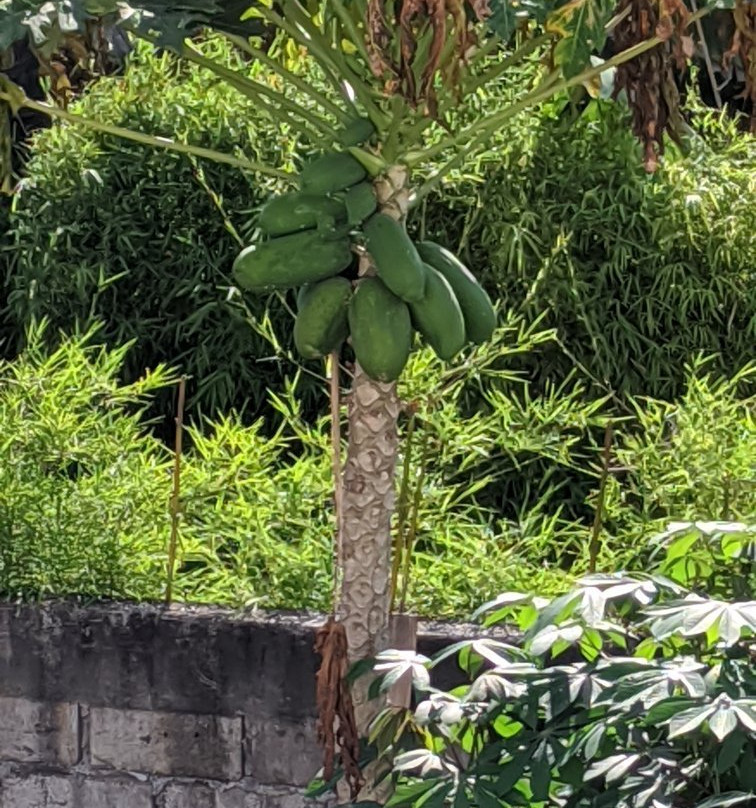 The Bali Bubble主图