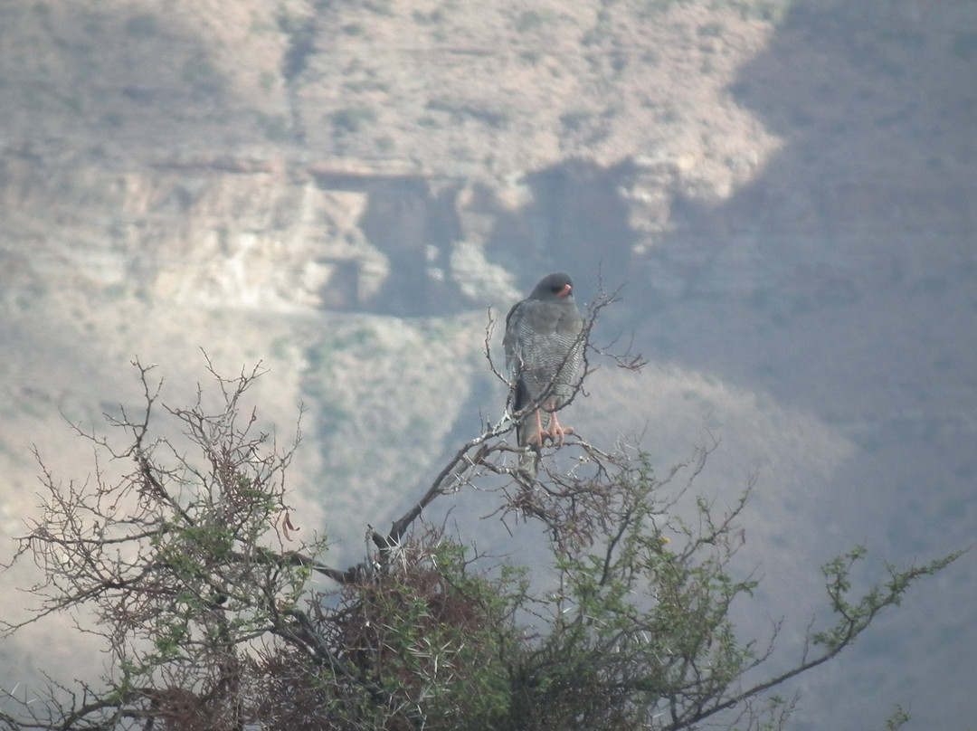 Tankwa Karoo National Park-Calvinia必去景点