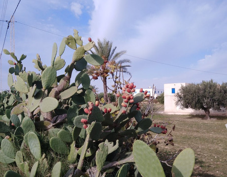 Phare de Taguermess (Lighthouse)-米栋必去景点