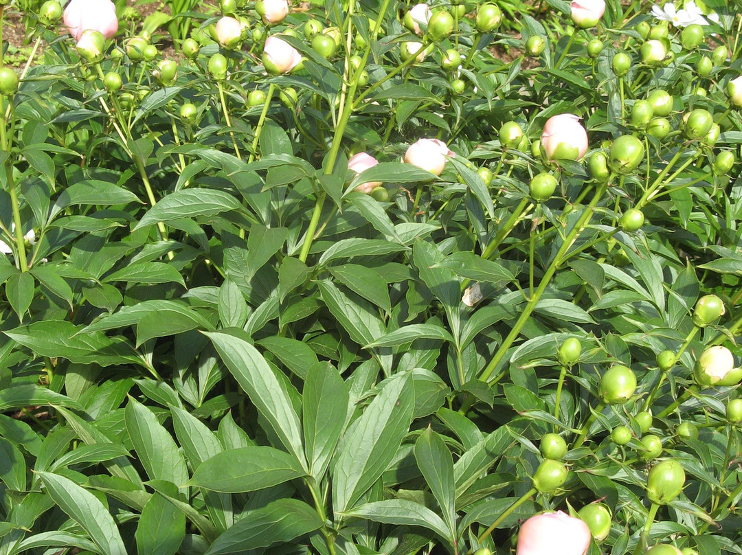 Home of Franklin D. Roosevelt National Historic Site-海德公园必去景点