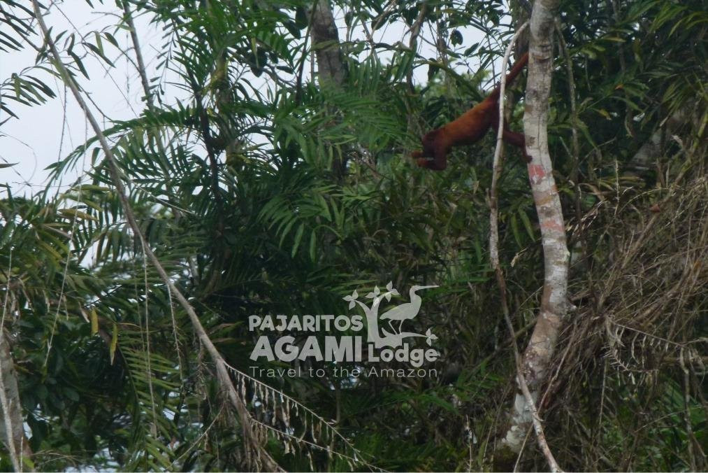Pajaritos Agami Lodge景点图片