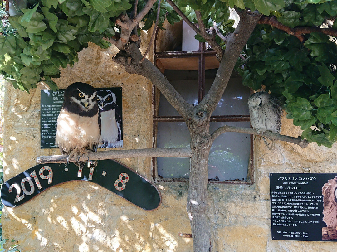 Owl's Forest Zoo-由布市必去景点
