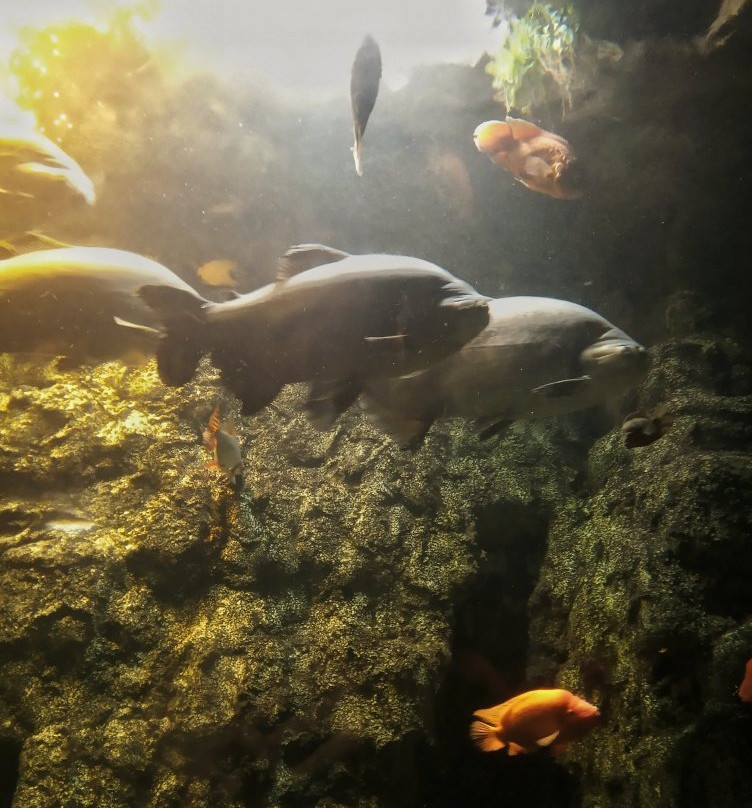 Aquarium Hradec Králové-赫拉德茨克拉洛韦必去景点