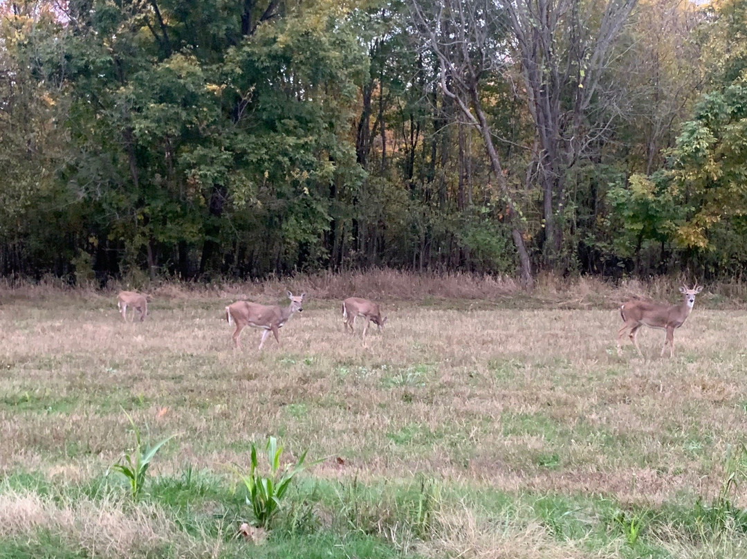 Mermet Lake State Fish and Wildlife Are