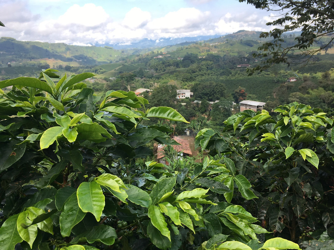 Hacienda Guayabal主图