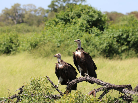 Modgaji Conservation Projects-伐拉博瓦必去景点