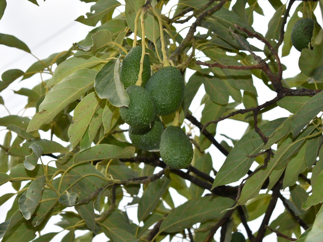 Mr Frutas景点图片