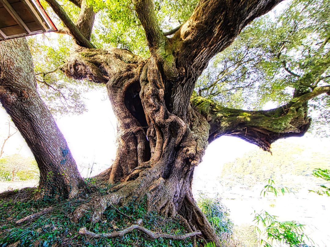 Yasaka Shrine-北茨城市必去景点