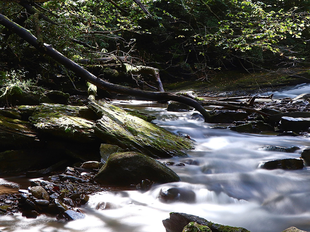 Fernow Experimental Forest