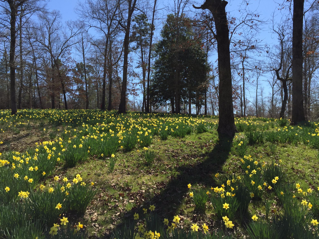 Mrs. Lee's Daffodil Garden