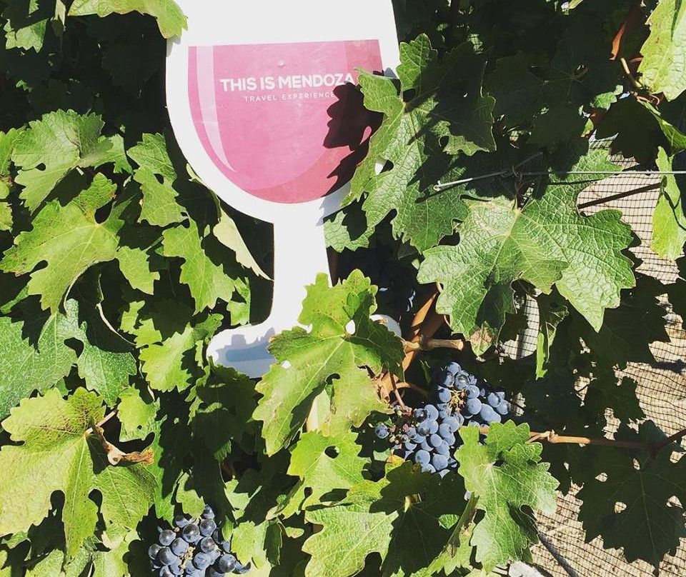 This is Mendoza-门多萨必去景点