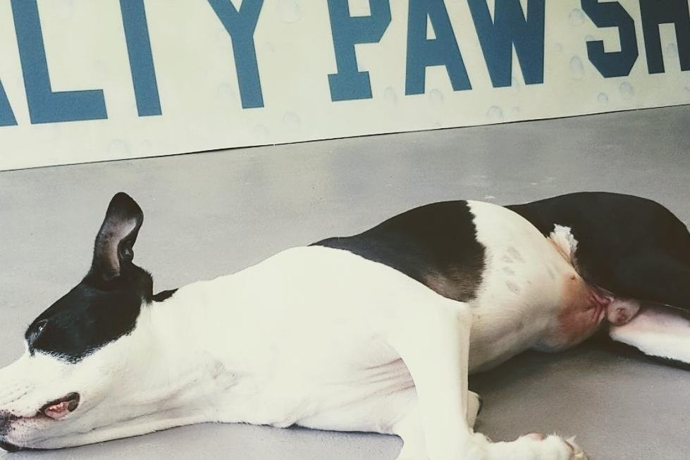 The Salty Paw LLC-博福特必去景点