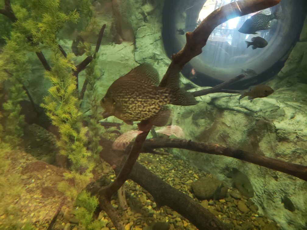 Bass Pro Shops Outdoor World-塞维尔维尔必去景点