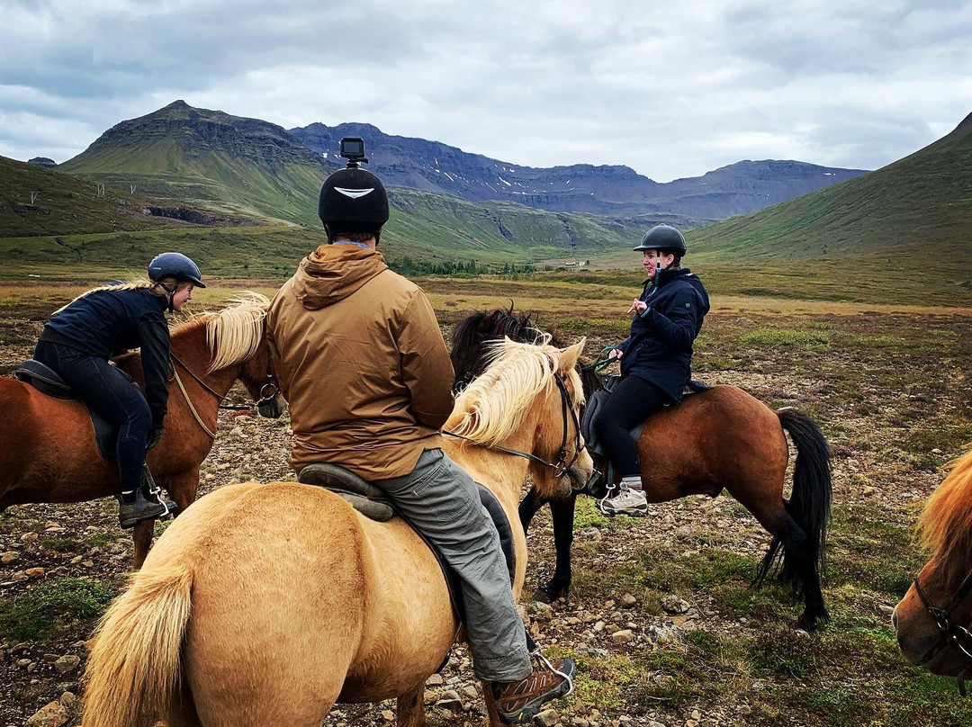 Skorrahestar - Riding Tours-内斯克伊斯塔泽必去景点