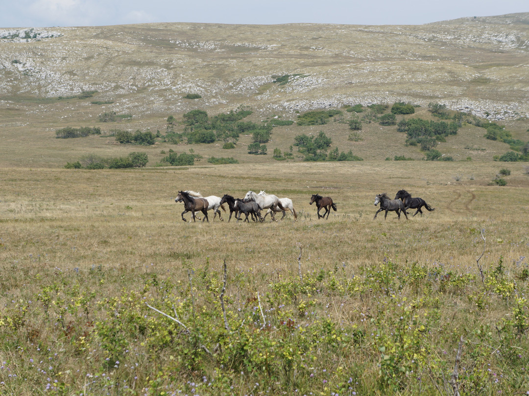 WILD HORSES PHOTO SAFARI Livno景点图片