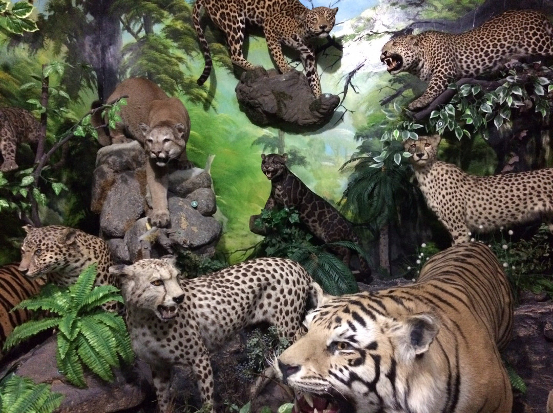 Rahmat International Wildlife Museum & Gallery-棉兰必去景点