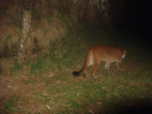 All Things Alpaca Ecuador-昆卡必去景点