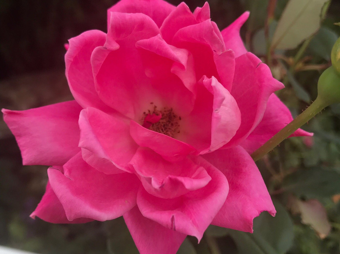 A Lady Winette Cottage Bed & Breakfast主图