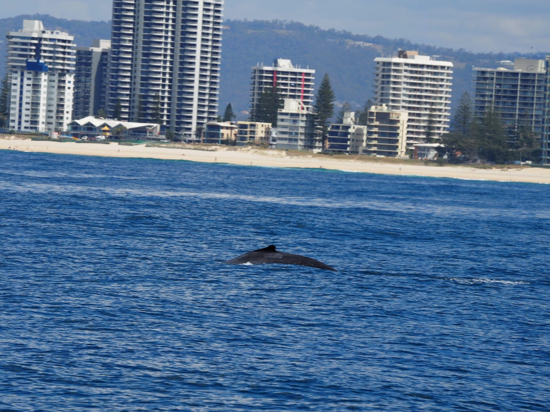 Spirit of Gold Coast Whale Watching-梅因海滩必去景点