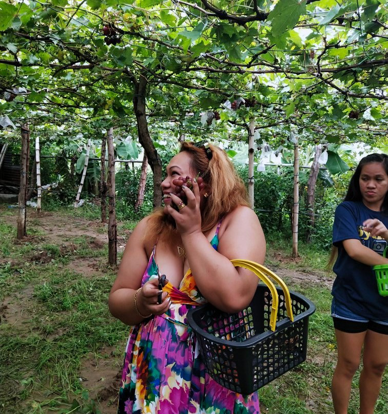 Gapuz Grapes Farm景点图片