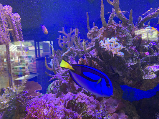 Houghton Hall Garden Centre-卡莱尔必去景点