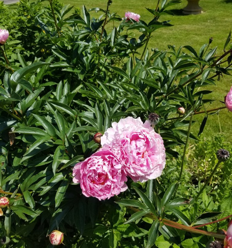 Maidstone Inn Bed and Breakfast主图