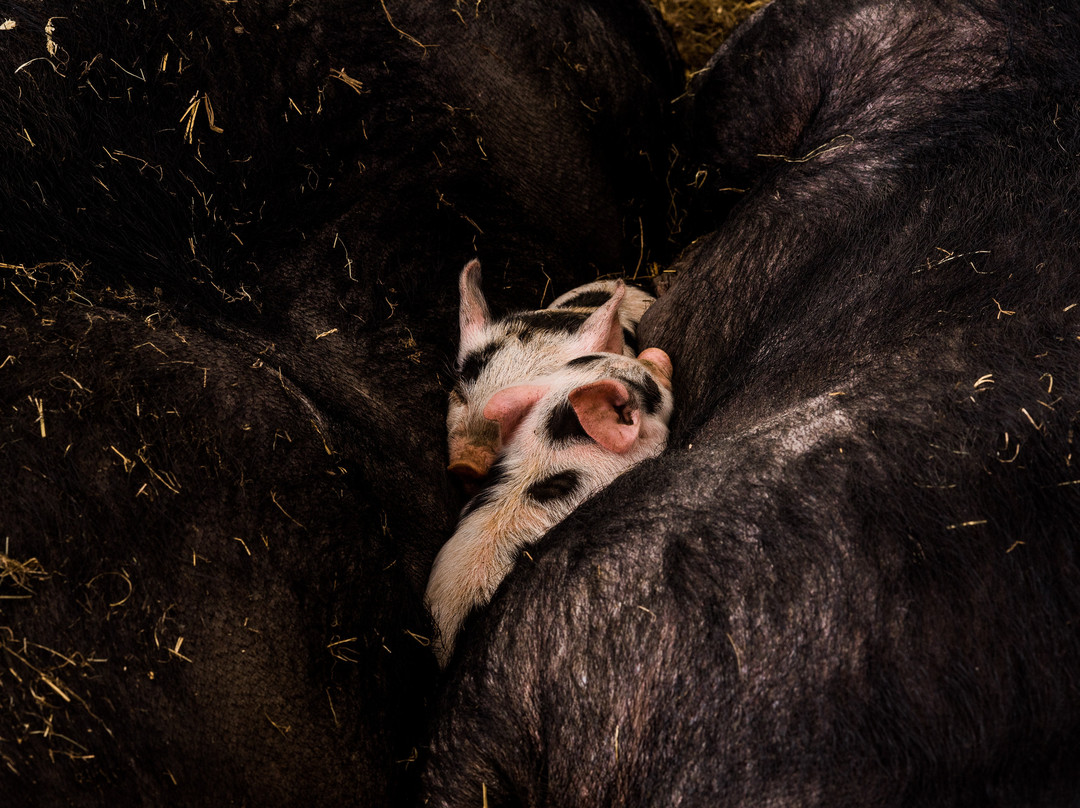 Hawthorne Valley Farm-Ghent必去景点