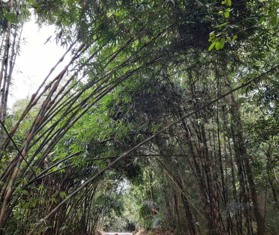 Penglipuran Bamboo Forest景点图片