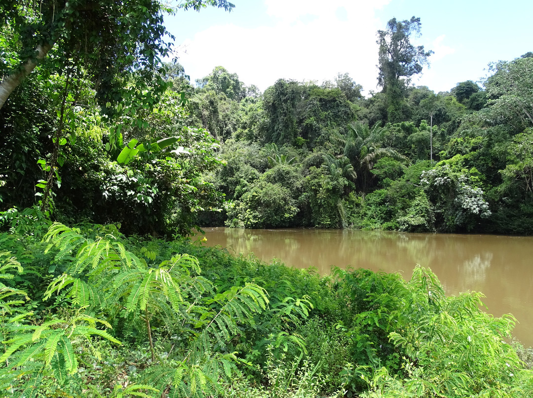 Nickerie River景点图片